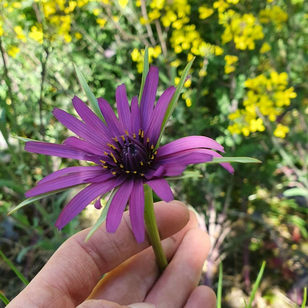 salsify-flower