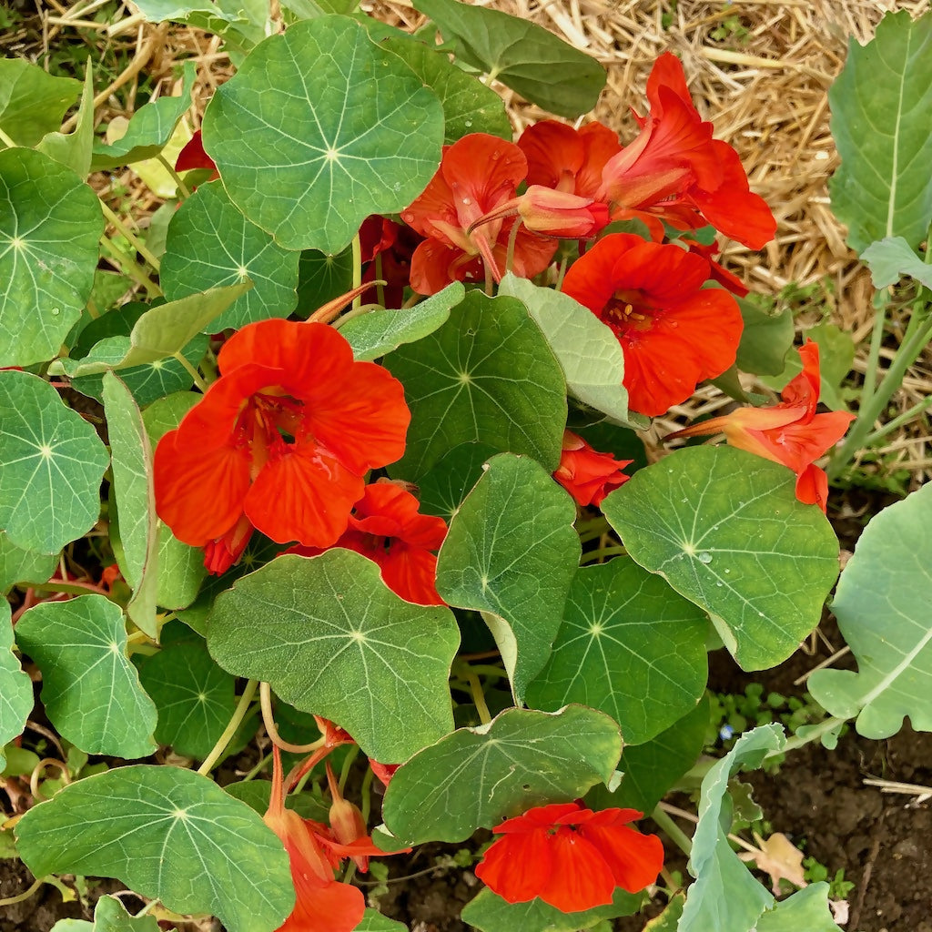 Nasturtium (Annual)