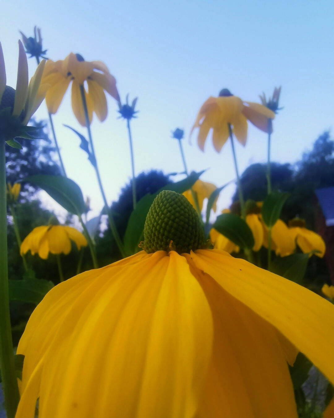 Rudbeckia herbstsonne