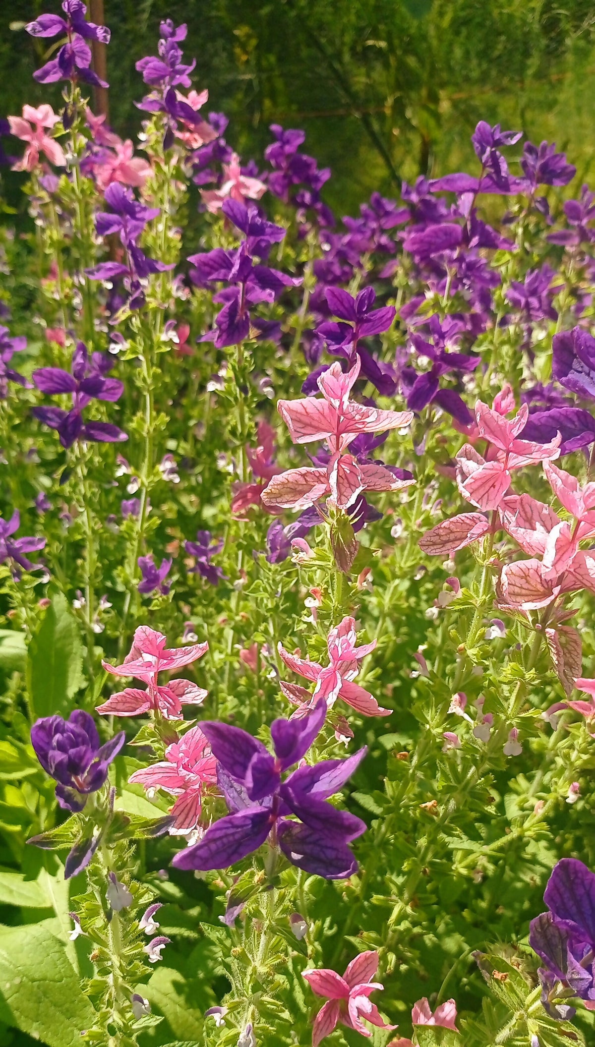 Annual Clary -salvia viridis-