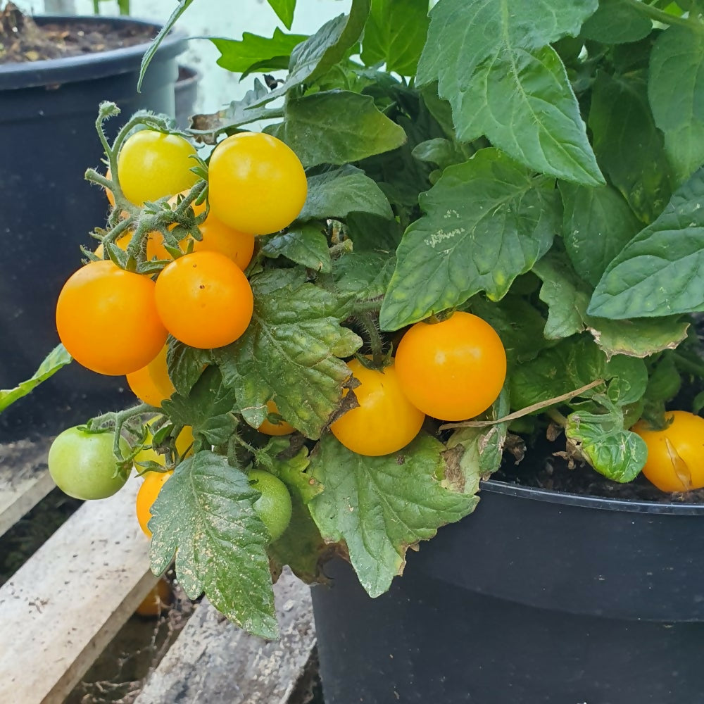 dwarf-cherry-tomato-seeds