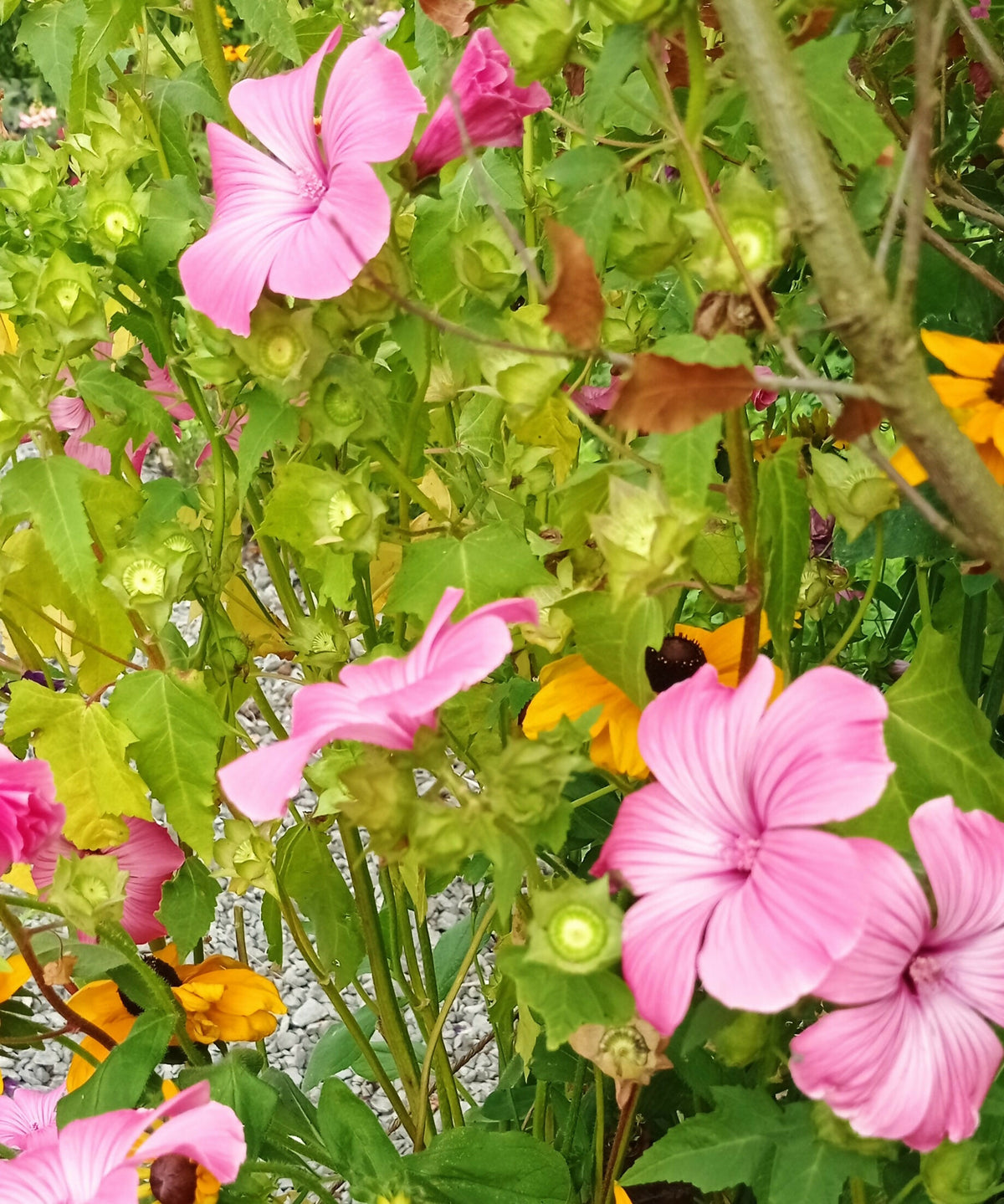 Annual Mallow -Malva trimestris-
