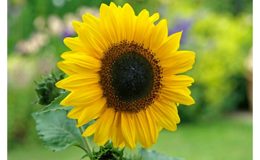 Sunflower Giant Yellow
