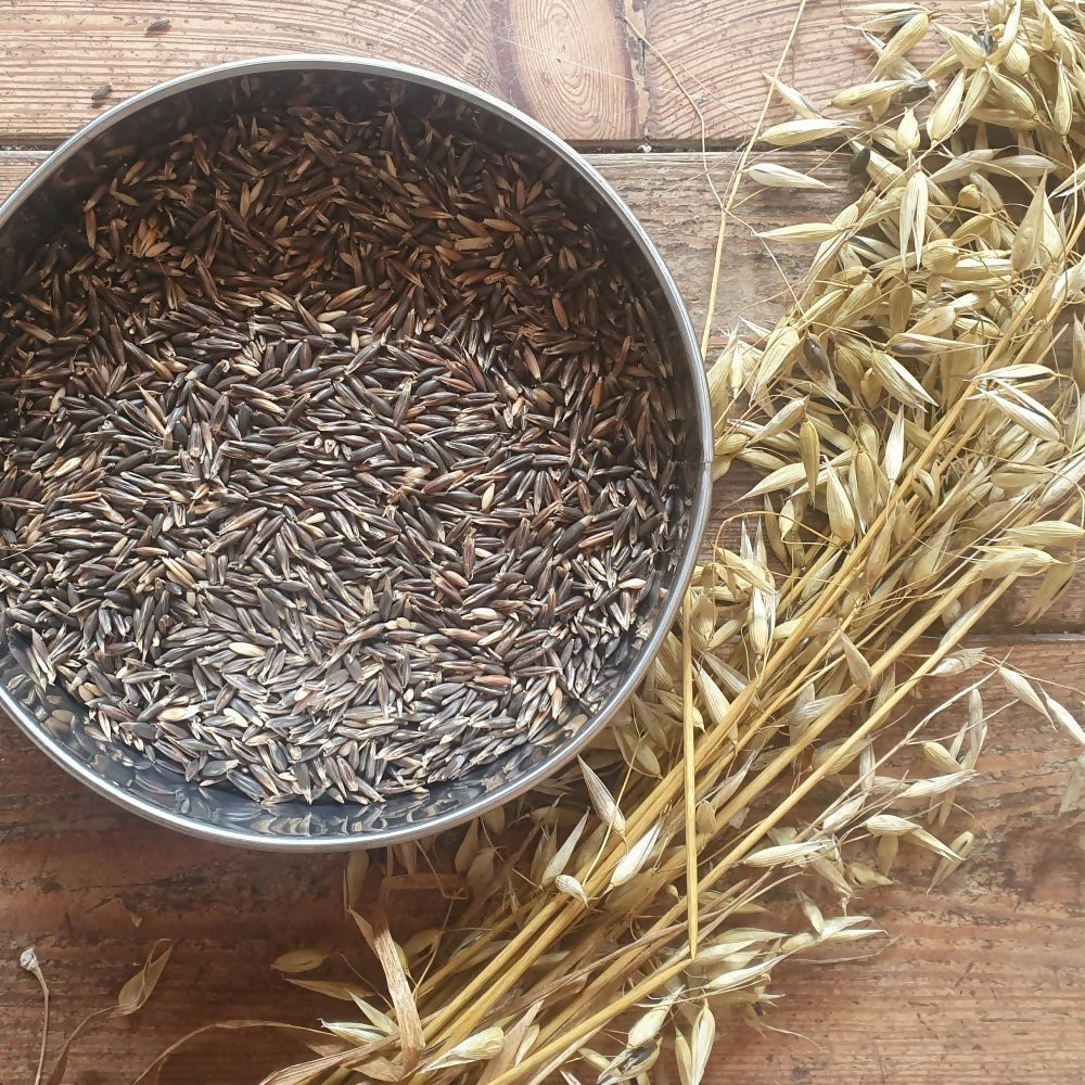 Black Oats &#39;Bountiful&#39;