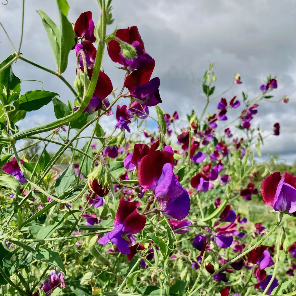 Purple Sweet Pea Flower (Annual)