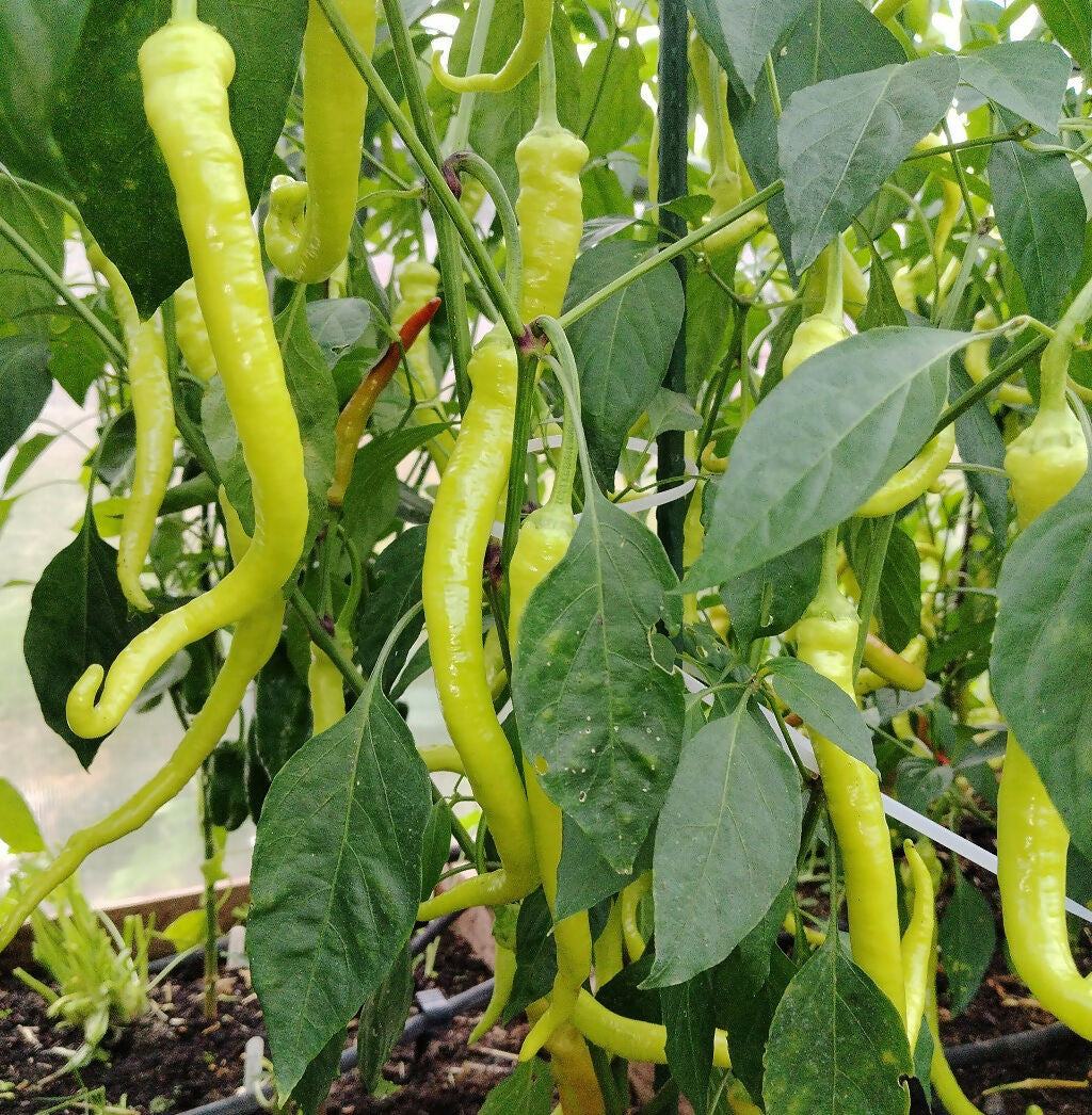 Siralis sweet (NOT CHILLI!) pepper