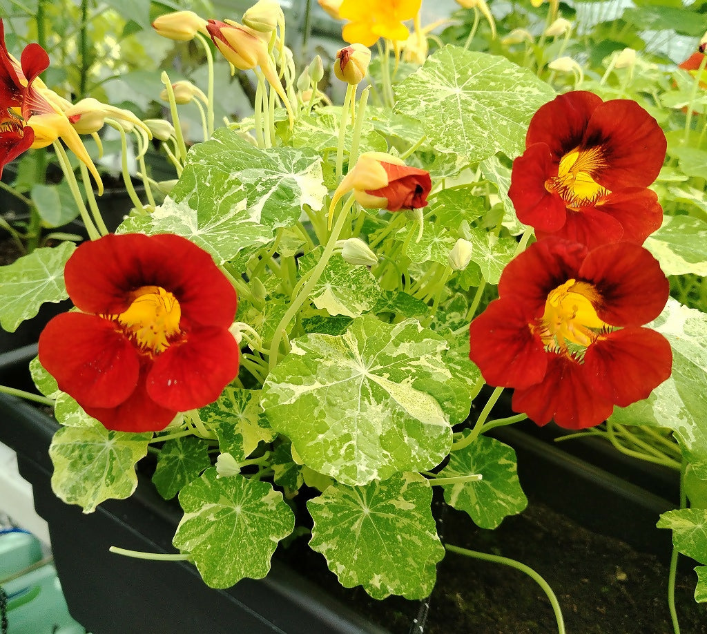 Nasturtium
