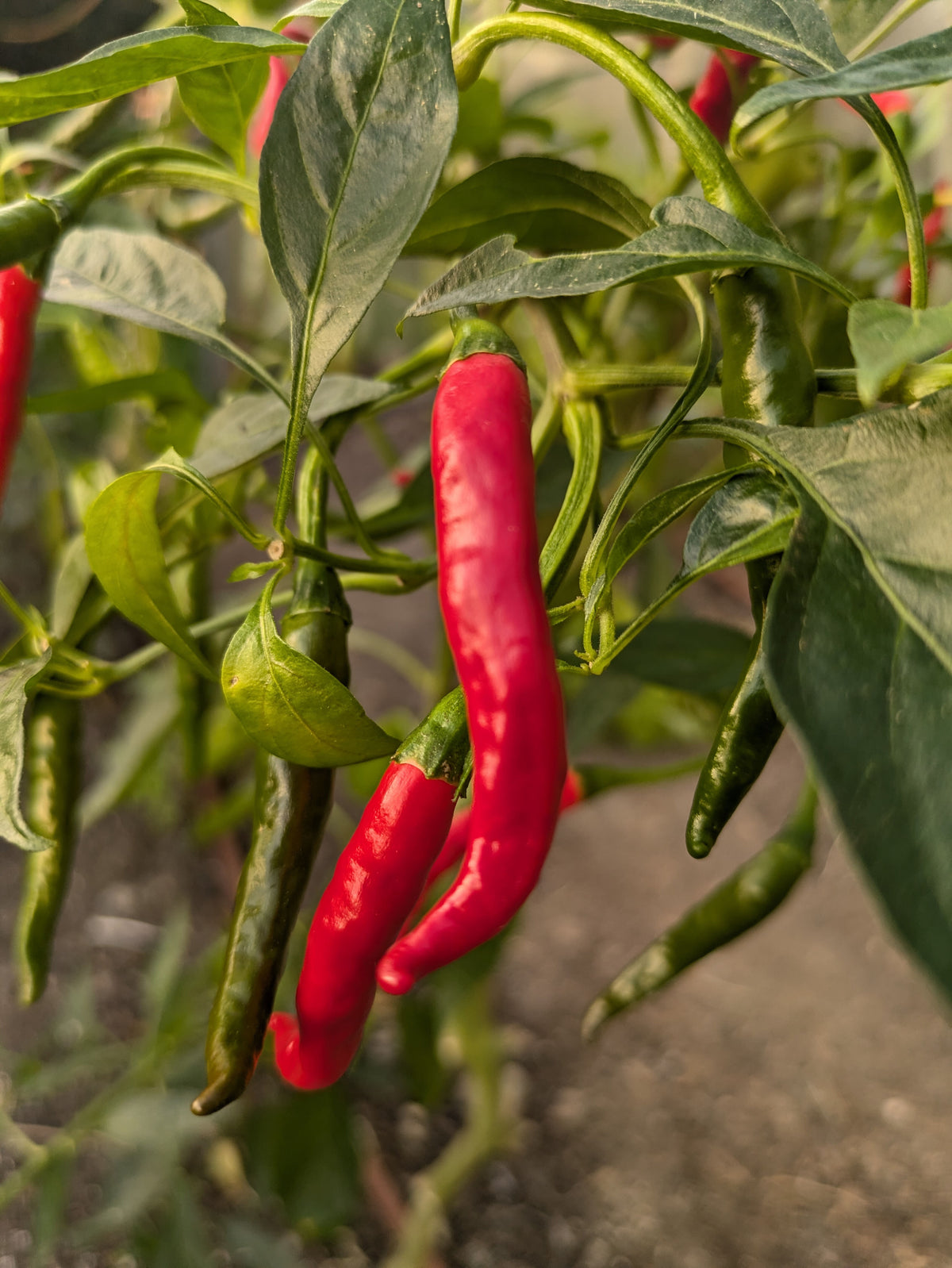 Red Gunda Chilli
