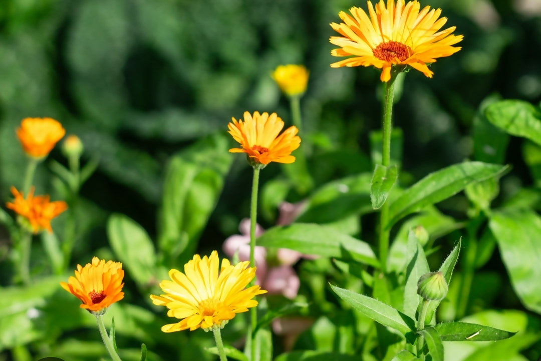 Calendula Pot Marigold