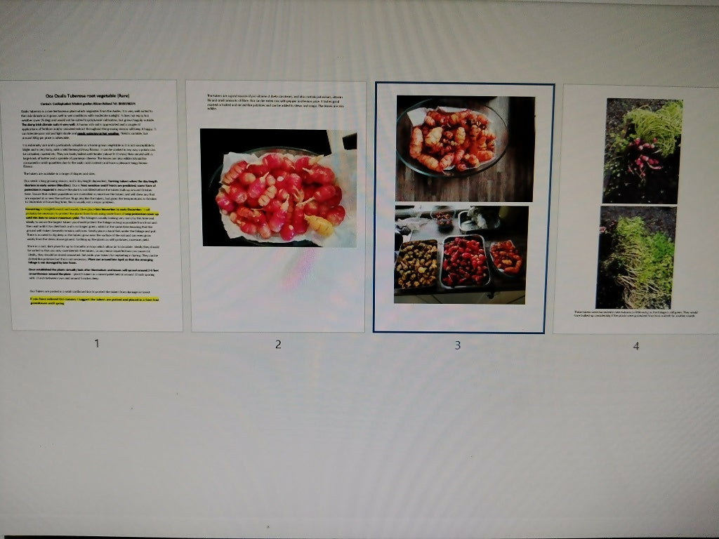 Edible Oca Tubers (oxalis tuberosa)