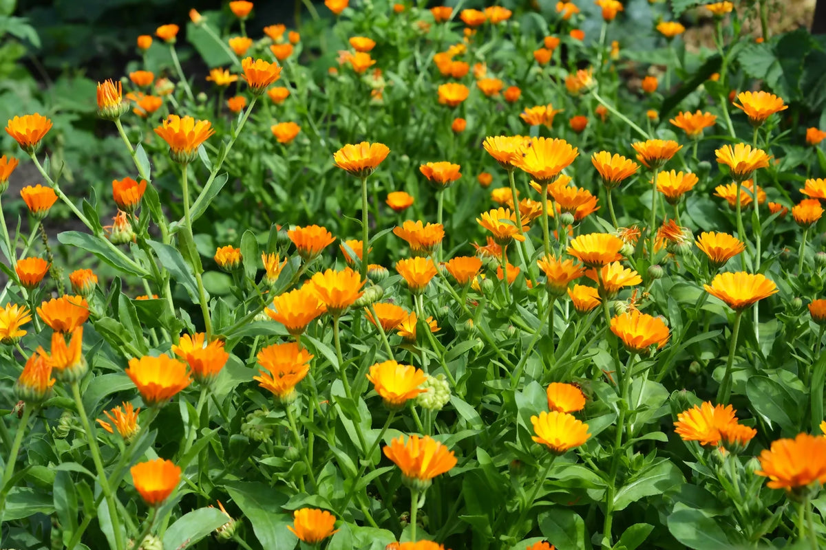 pot-marigold-Calendula-officinalis