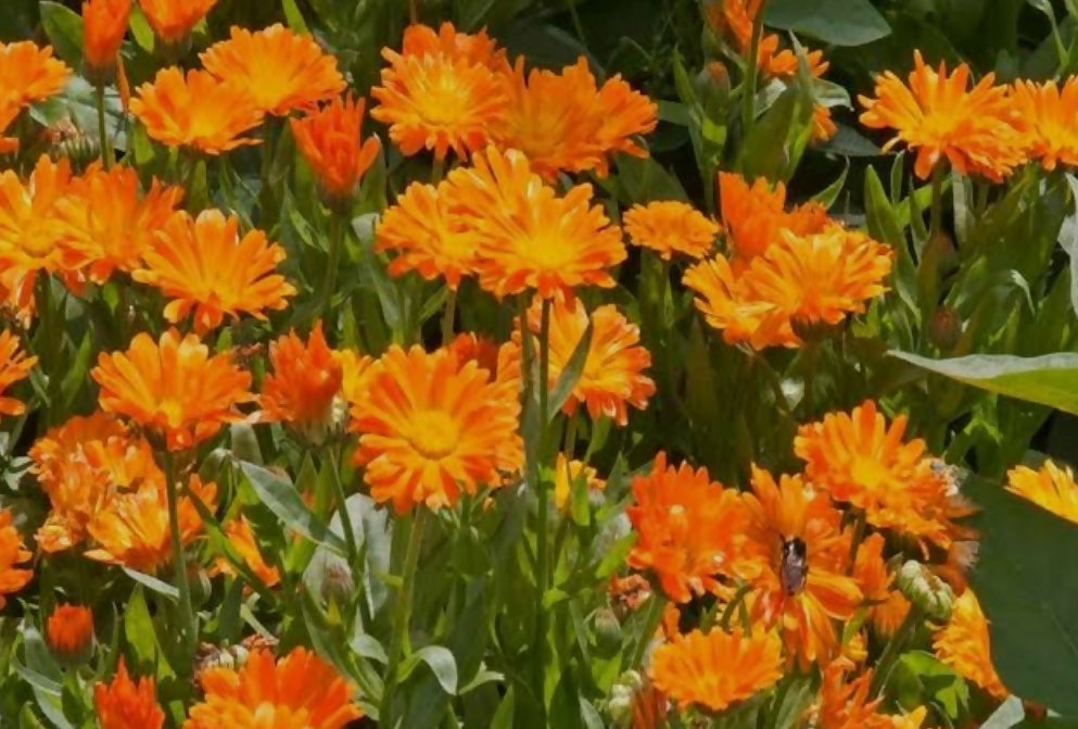 Calendula Pot Marigold