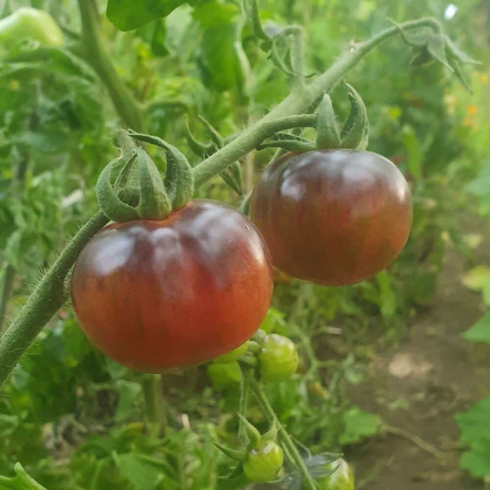 black-strawberry-tomato-seeds