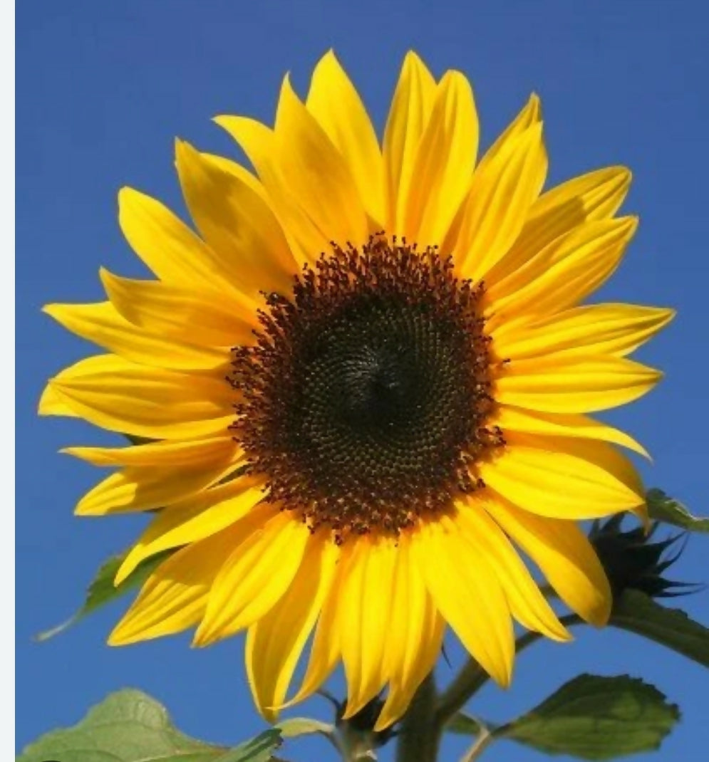 Sunflower Giant Yellow