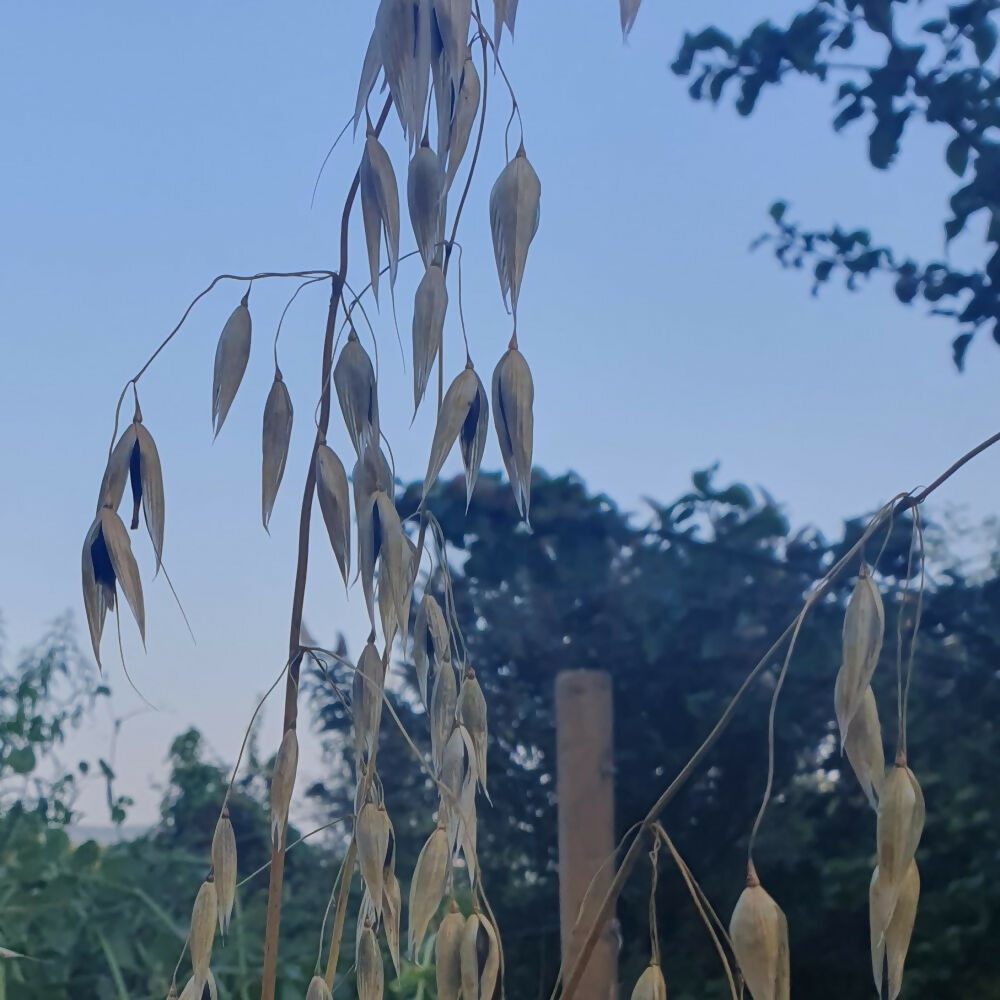 Black Oats &#39;Bountiful&#39;