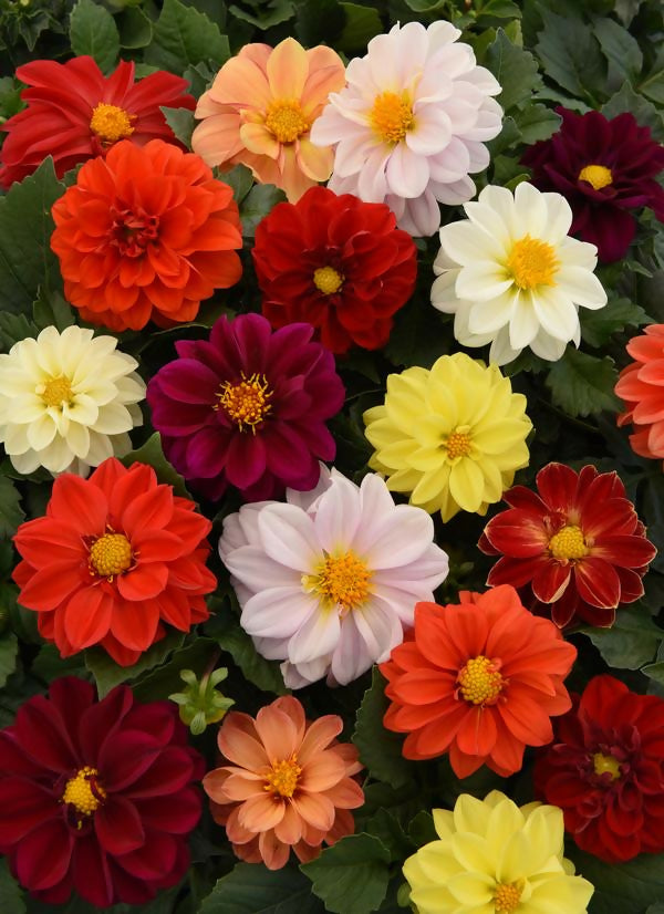 Dahlia mix