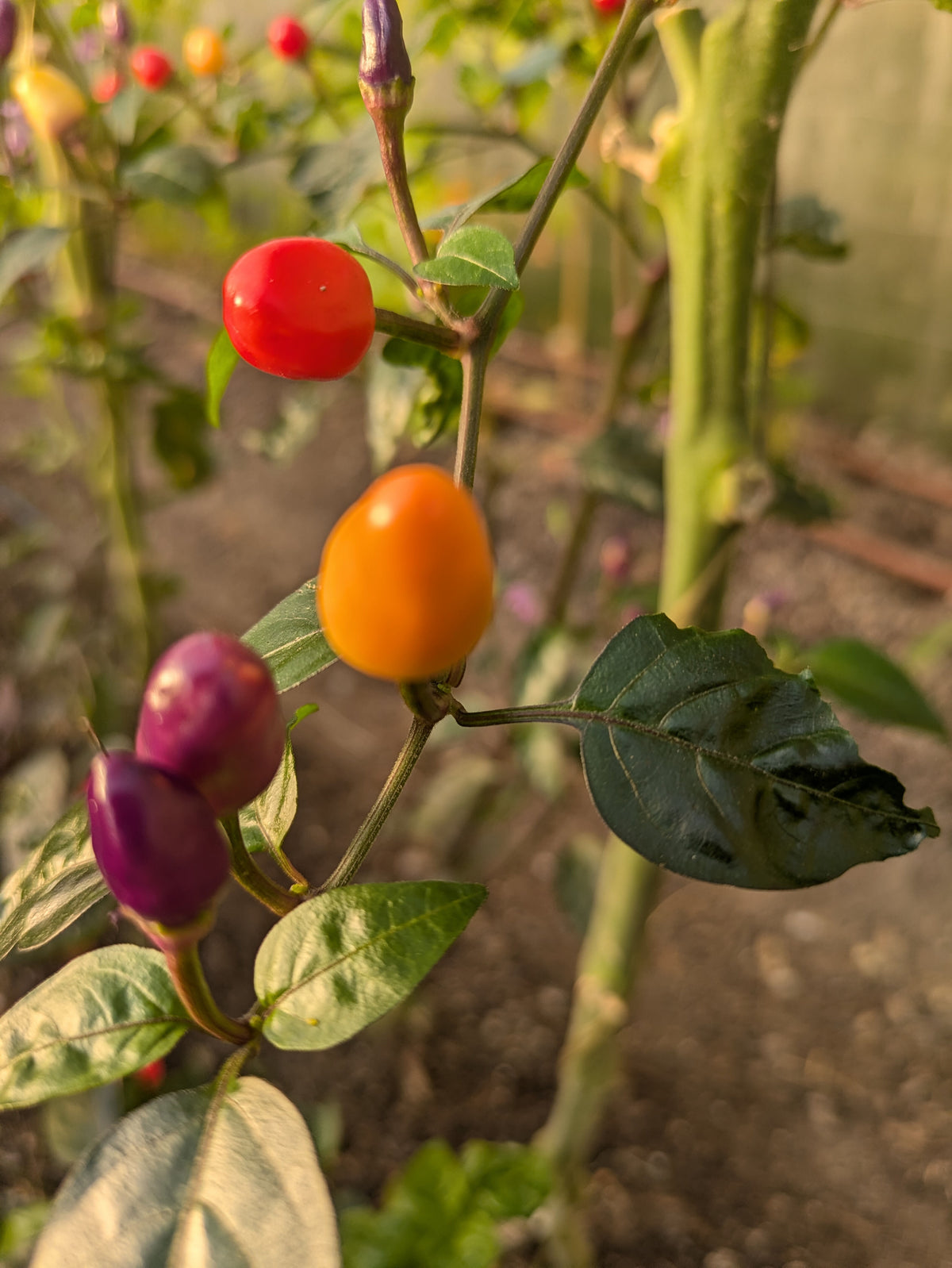 Lila Luzi Chilli
