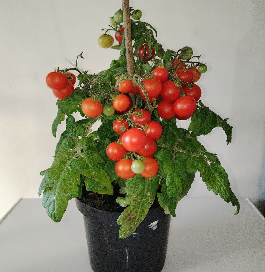 mini indoor tomato plant Vilma Houseplant Tomato