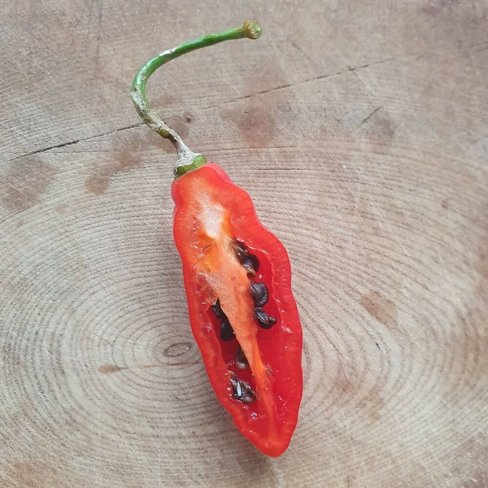 bolivian-hairy-chilie-seeds-aji-largo