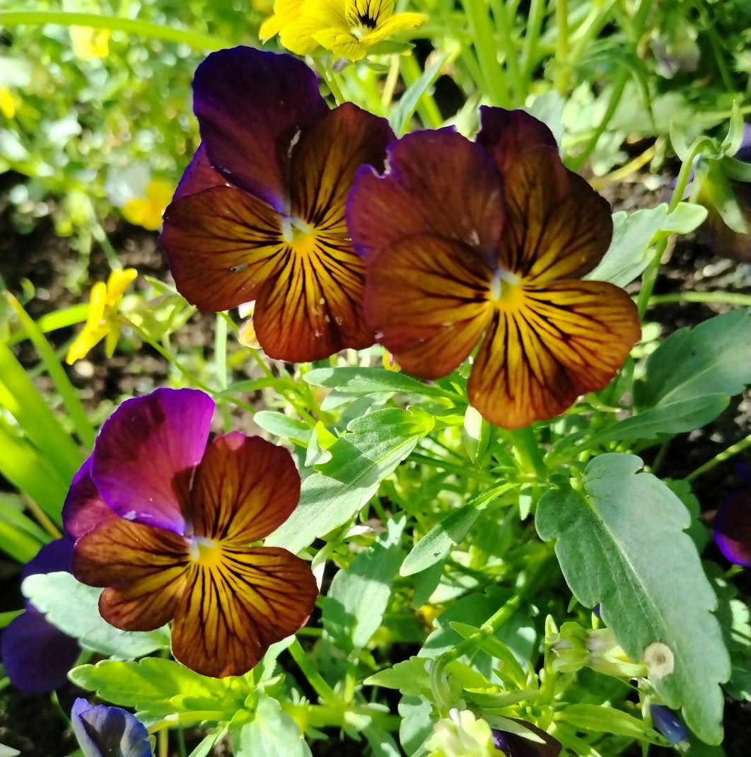 Viola Flowers