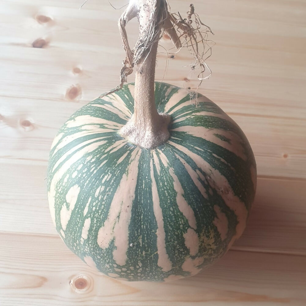 Squash 'Asterix'