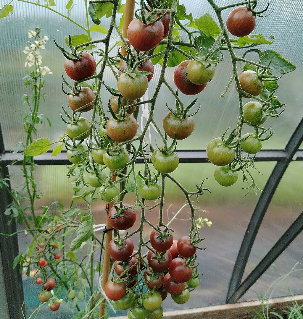 Chocolate Cherry Tomato