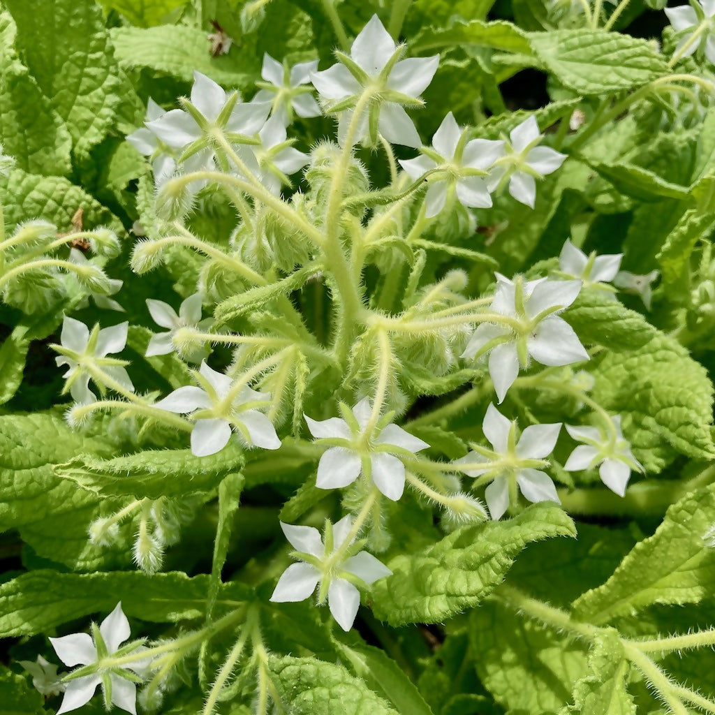 Borage (Annual)