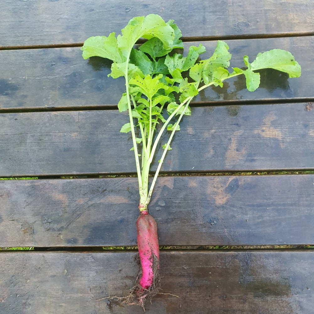 Radish 'Candela di Fuoco'