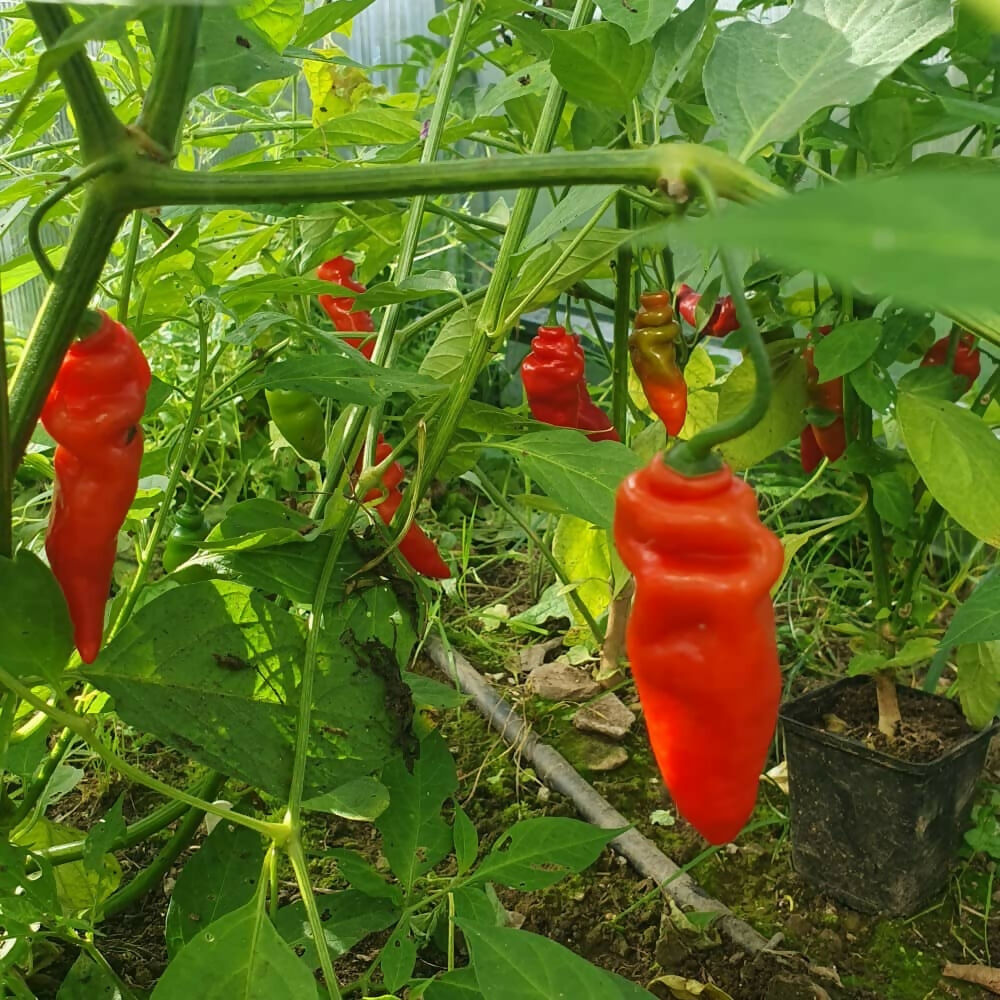 aji-largo-chilli-seeds-pubescens