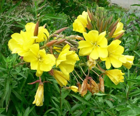 Oenothera_elata_image52