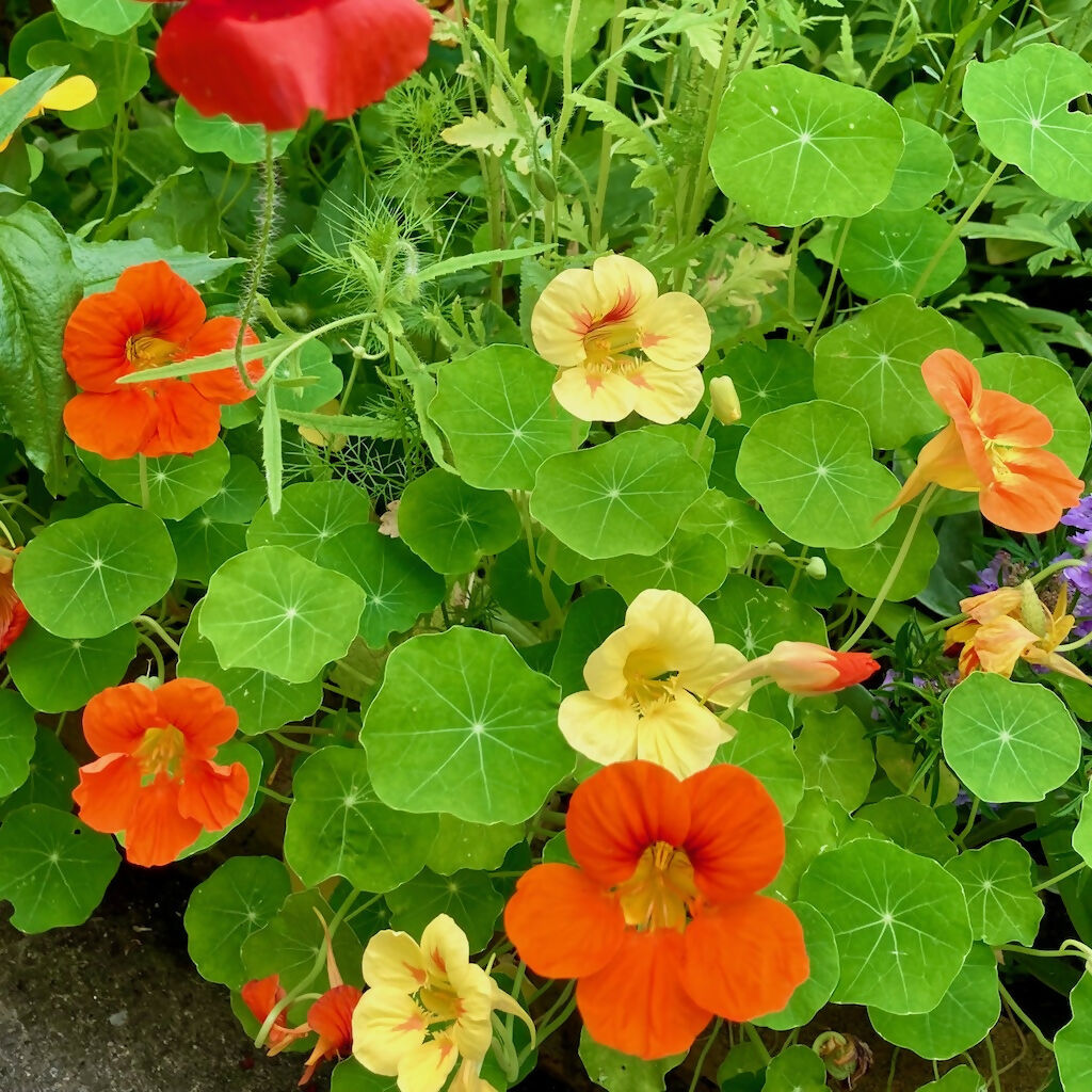 Nasturtium (Annual)