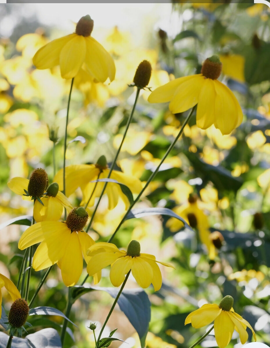 Rudbeckia herbstsonne