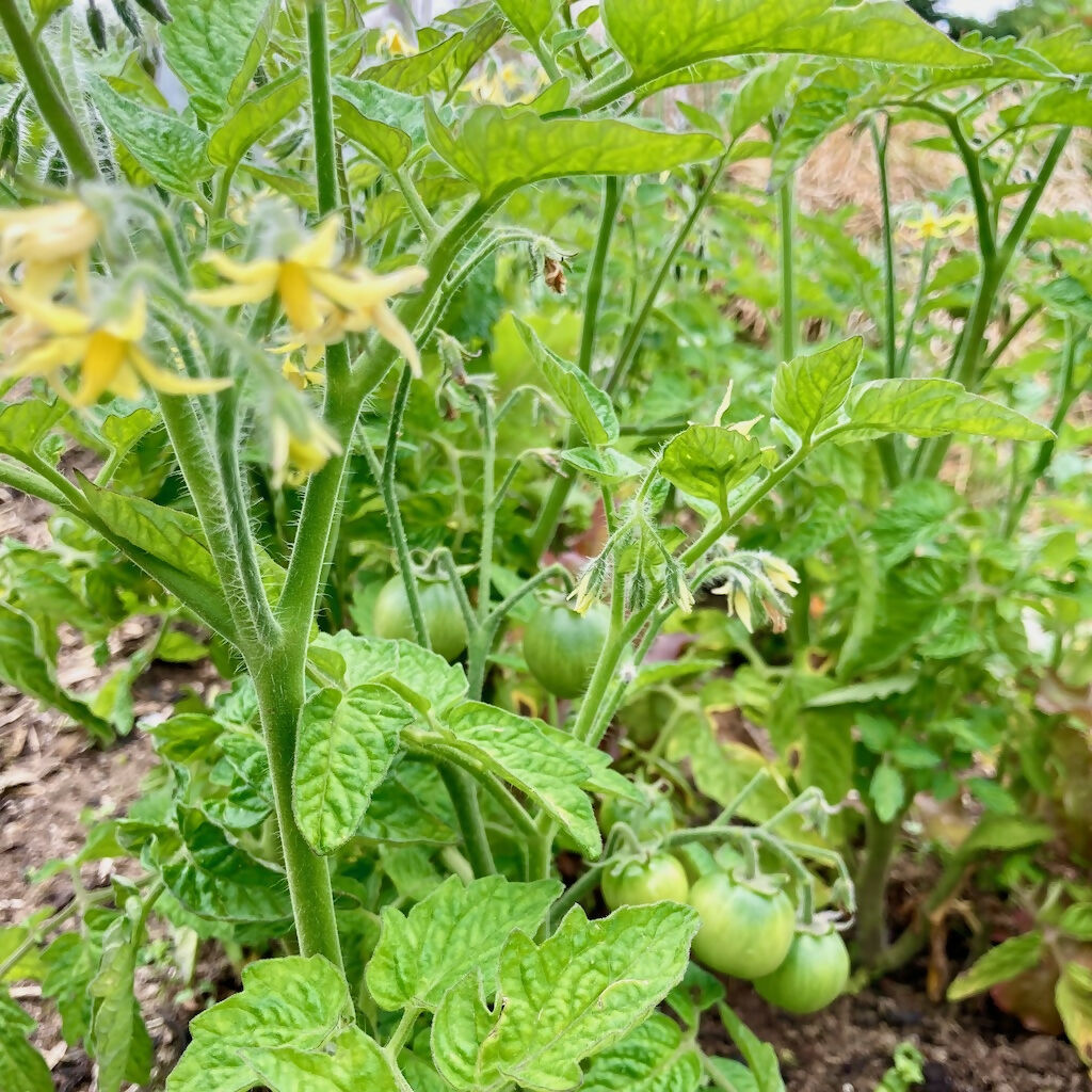 'Amber' Bush Tomato