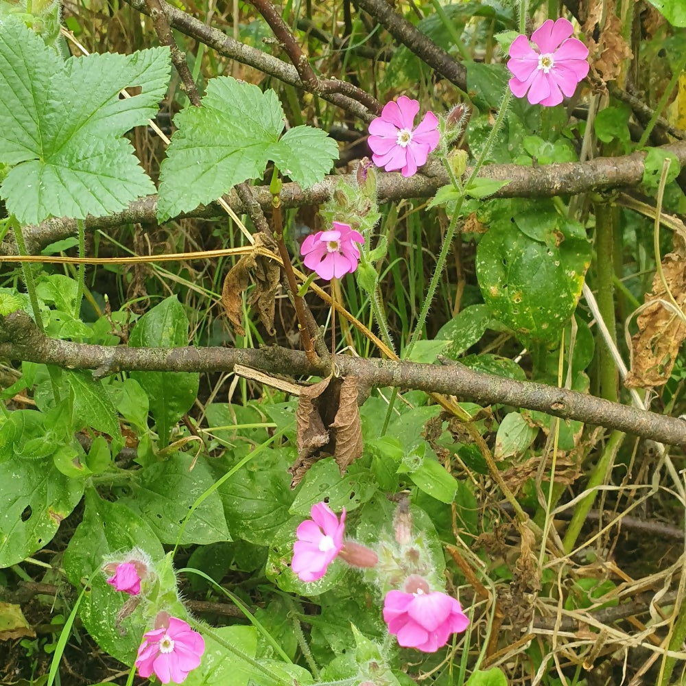 Red Campion