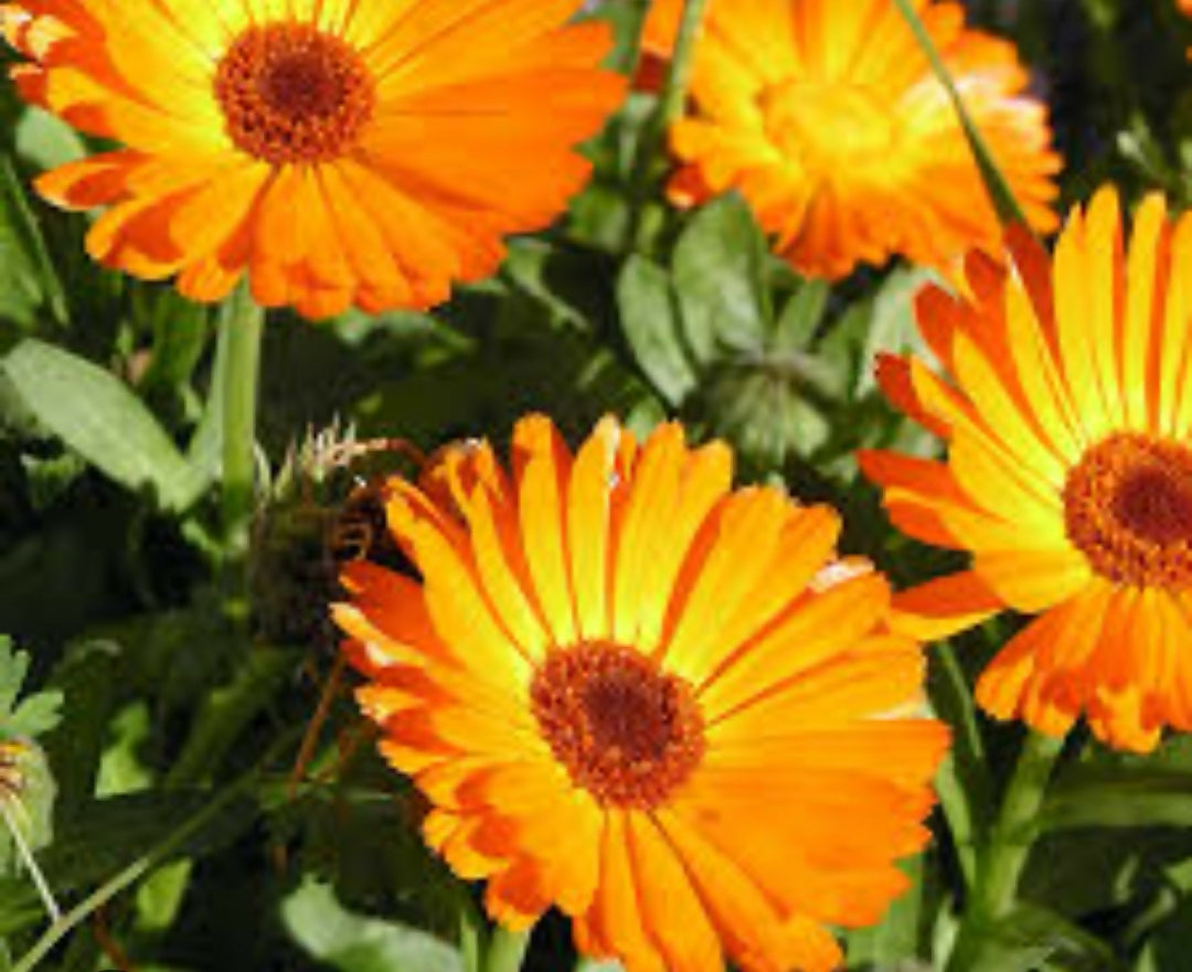 Calendula Pot Marigold