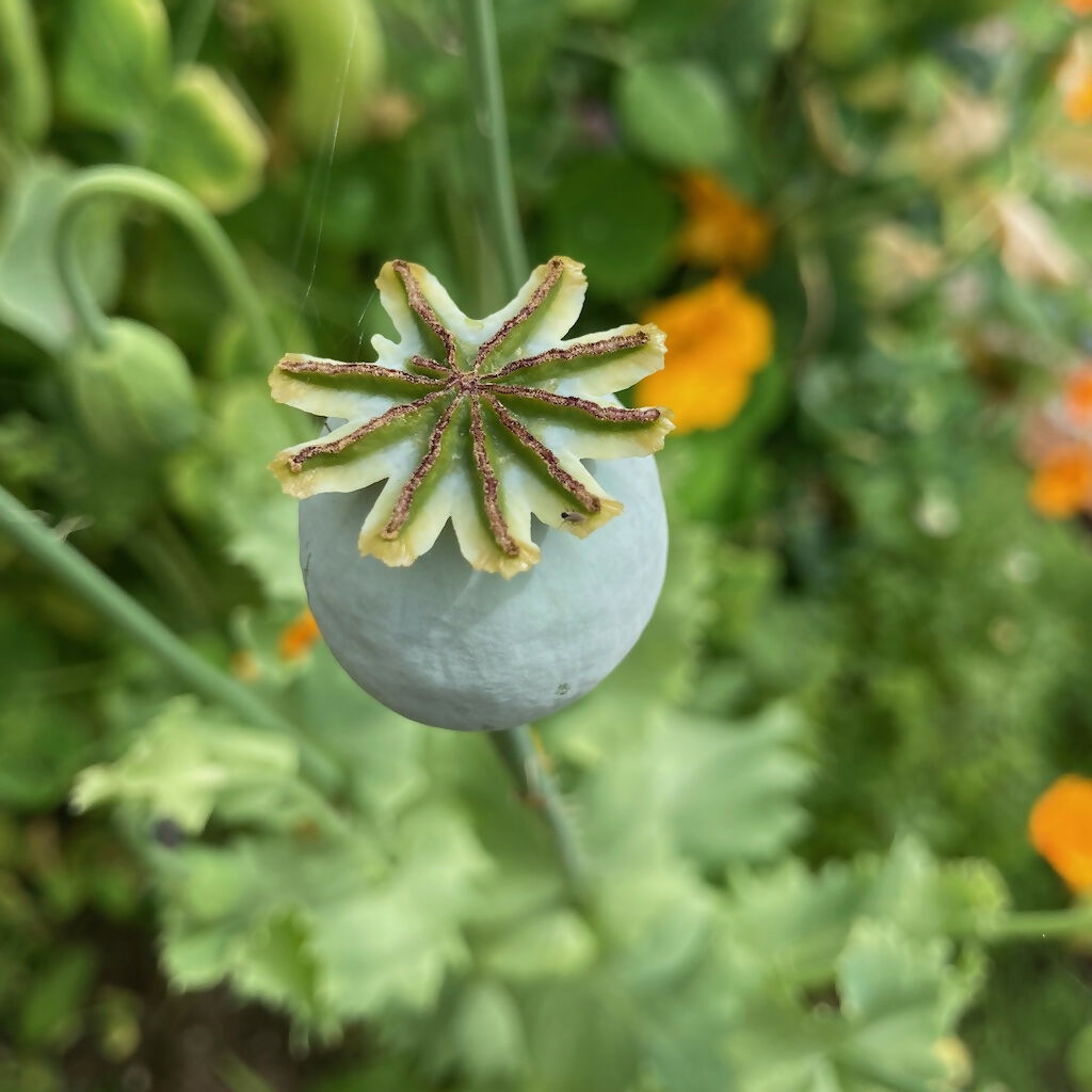papaver somniferum seeds to plant Poppy - Mixed Colours (Annual)