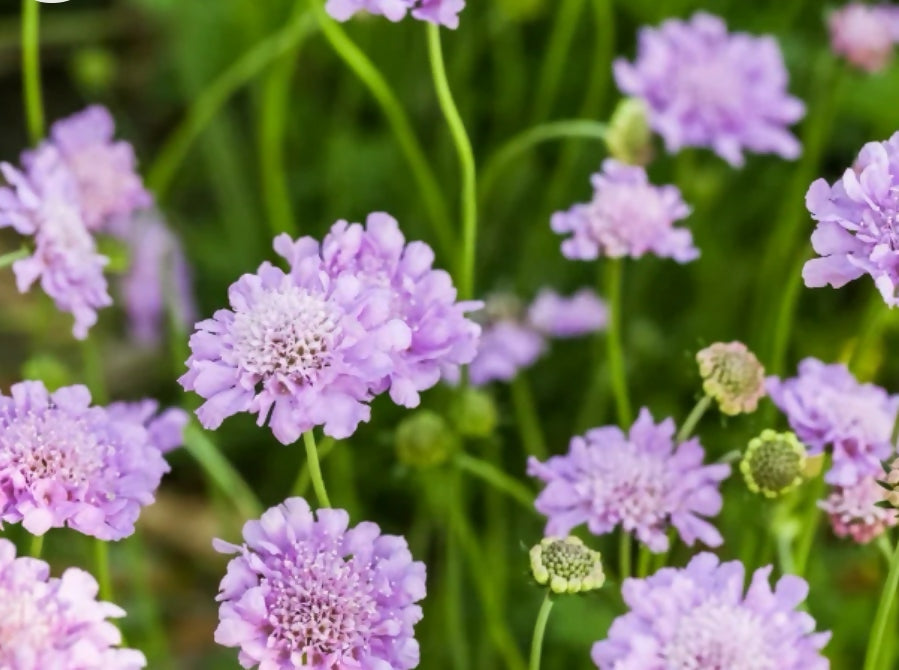 Pincushion Scabious atropurpurea