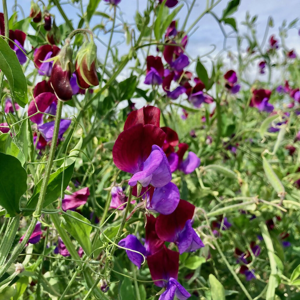 Purple Sweet Pea Flower (Annual)