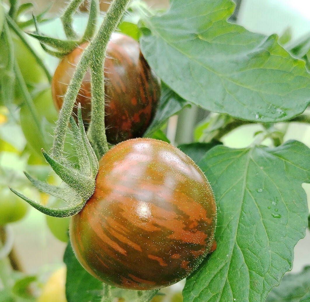 Tigrino Cherry Tomato