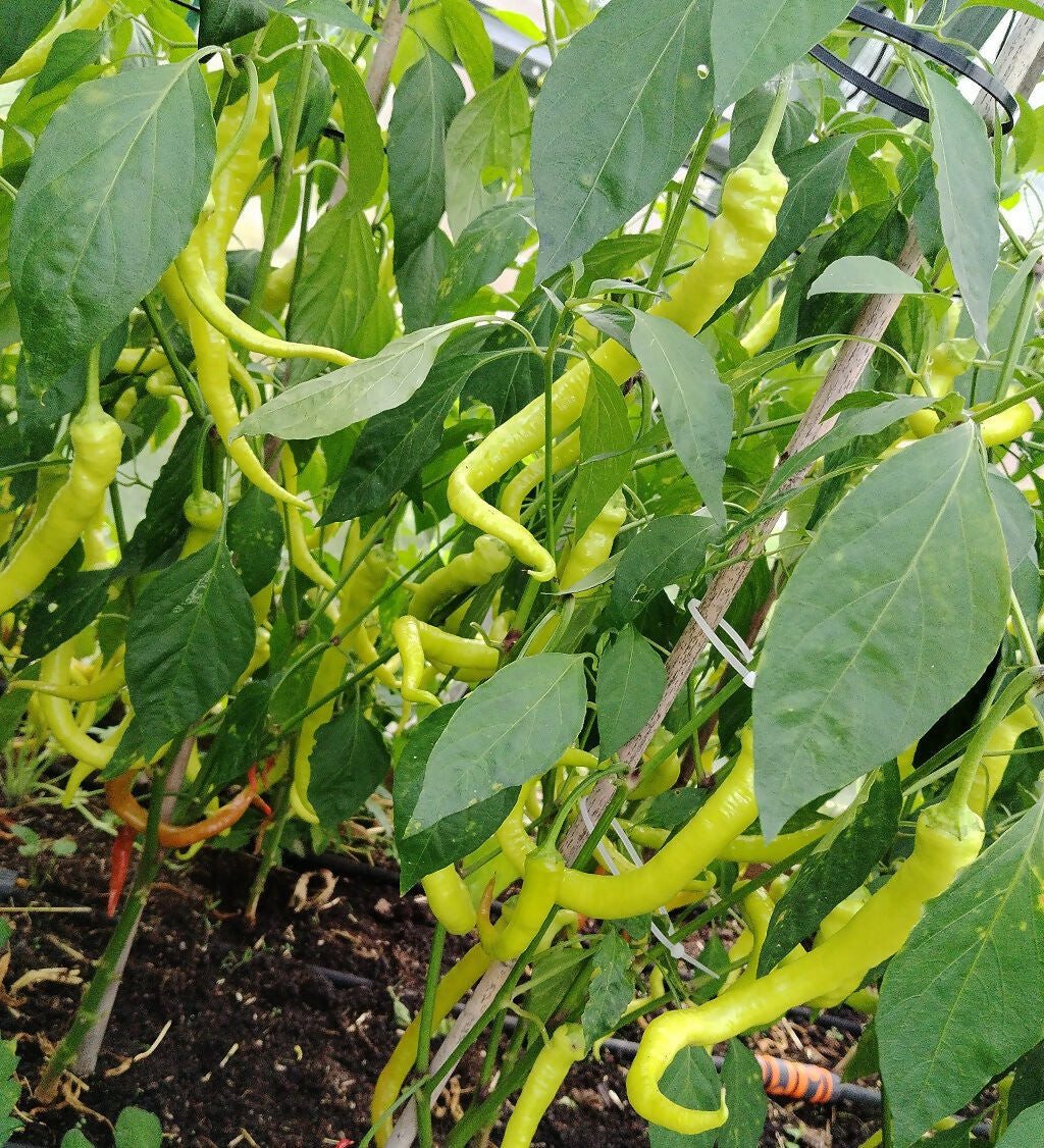 Siralis sweet (NOT CHILLI!) pepper