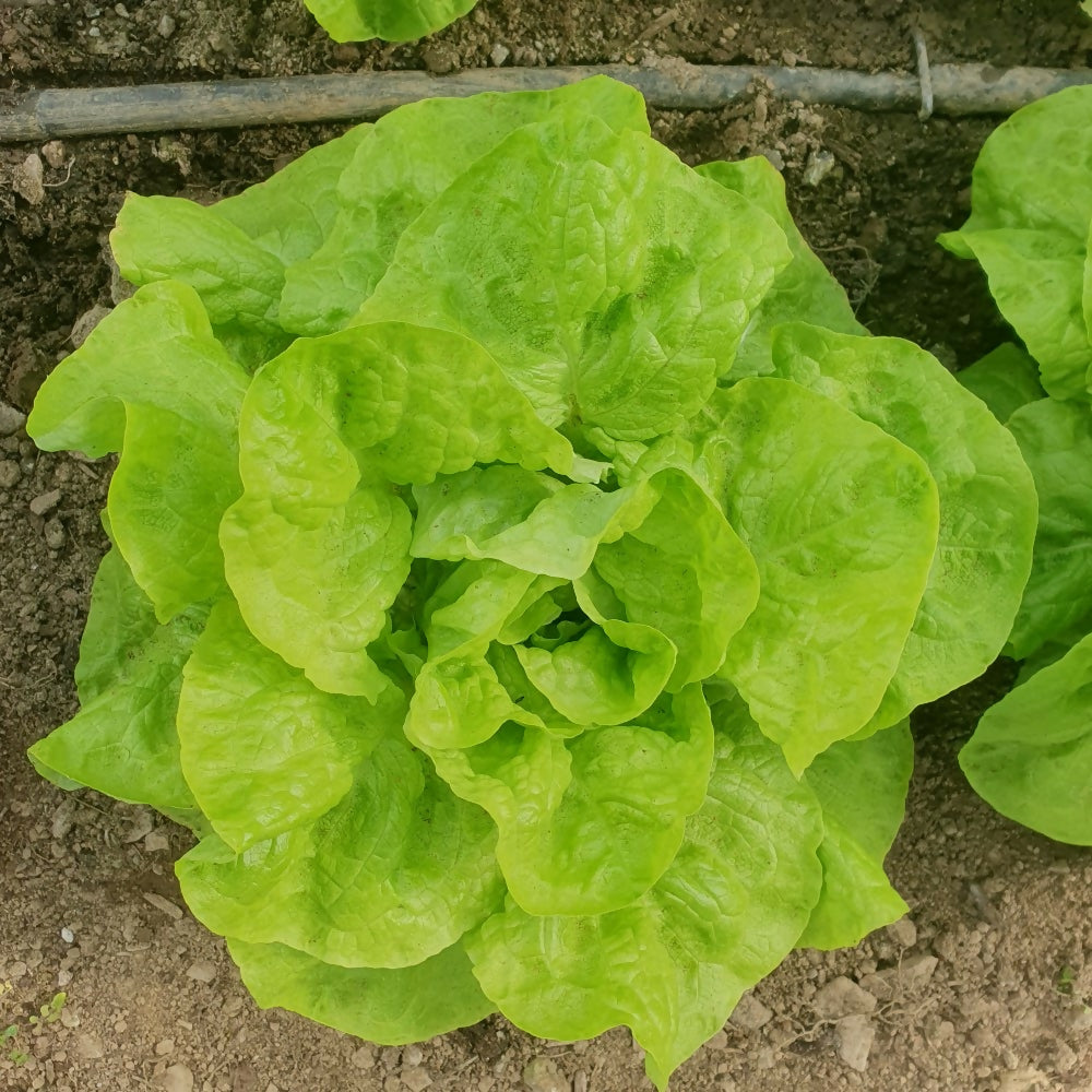 Butterhead Lettuce 'Valdor'