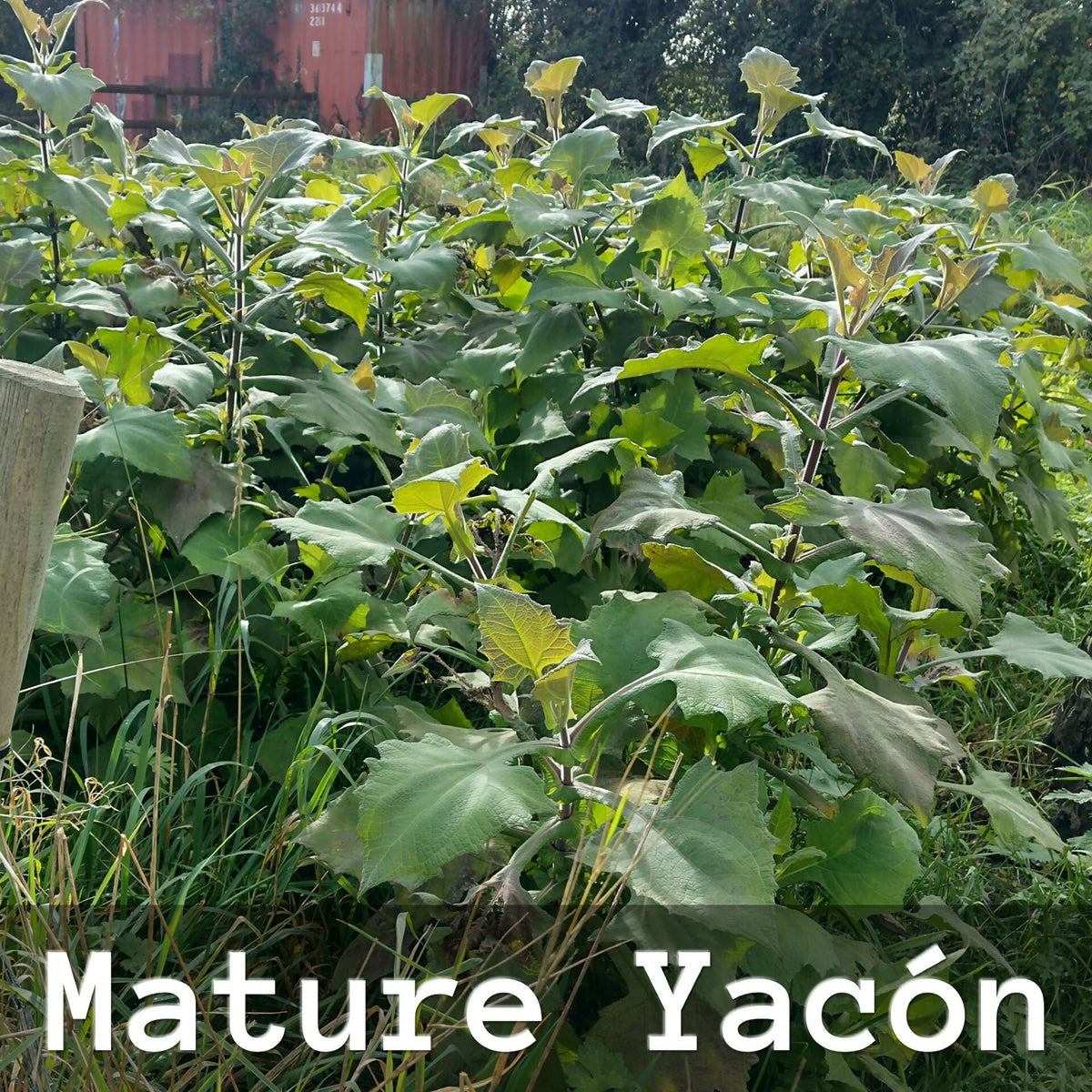 Yacon rhizomes (growing part) x 3