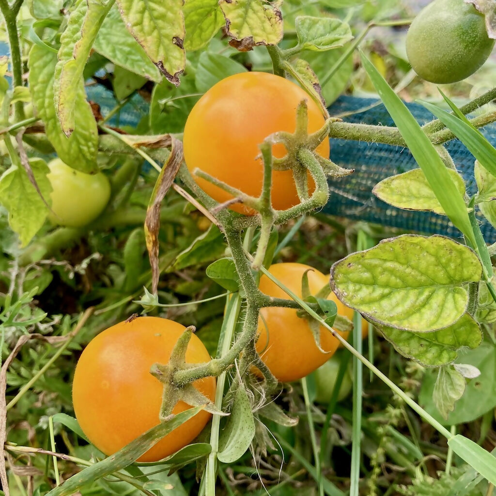 'Amber' Bush Tomato