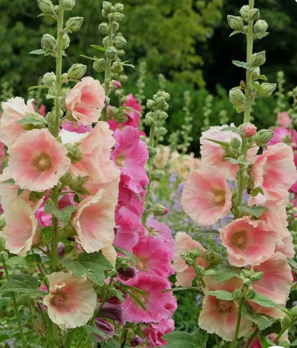 Hollyhocks Alcea rosea