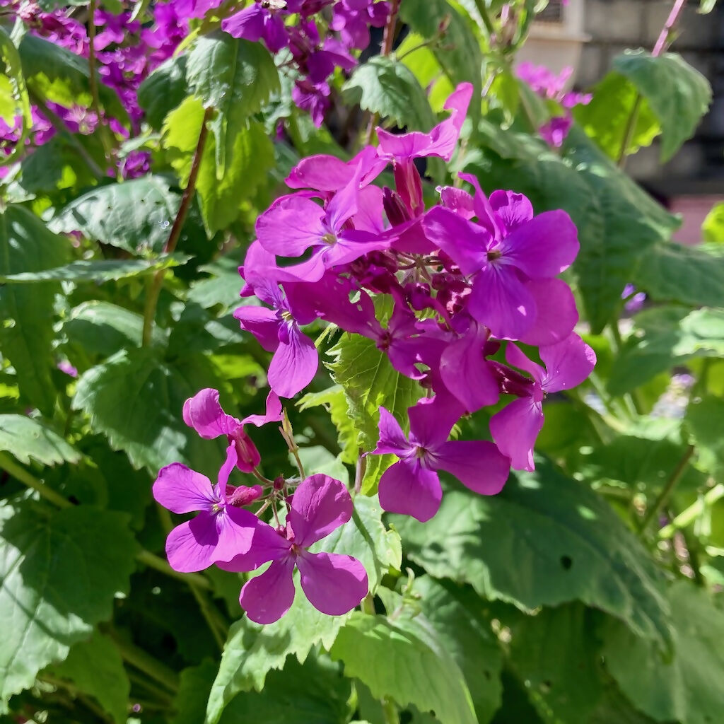 Honesty Flower