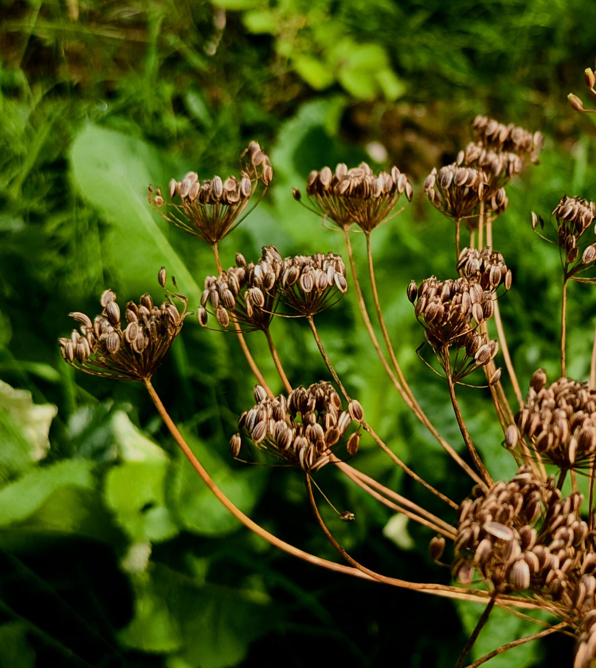 Dill -Anethum graveolens-