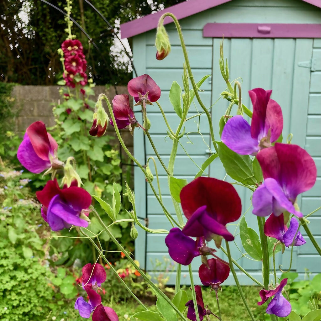 Purple Sweet Pea Flower (Annual)