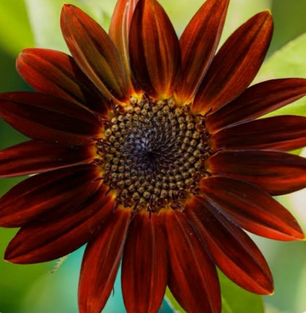 Sunflower Velvet Queen
