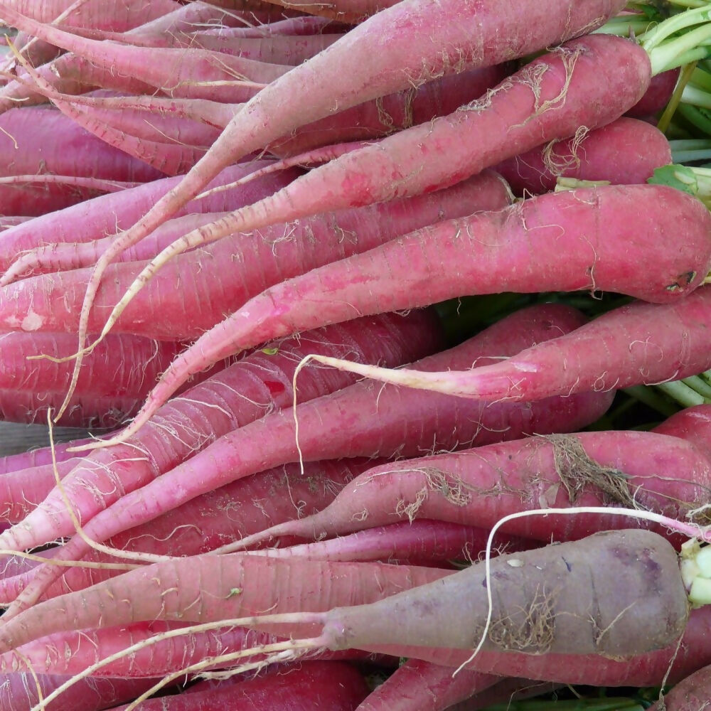 Radish 'Candela di Fuoco'
