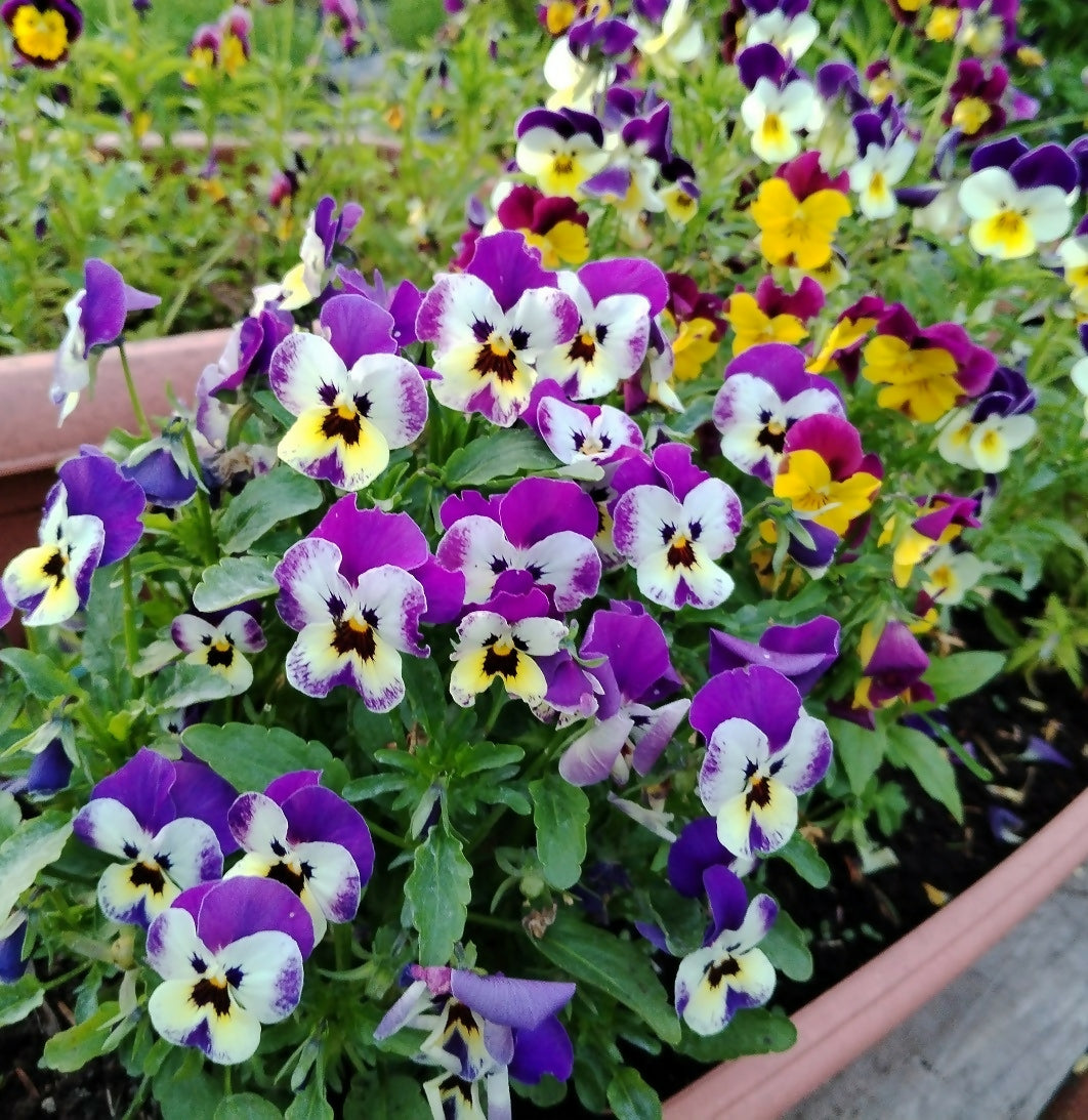 Viola Flowers